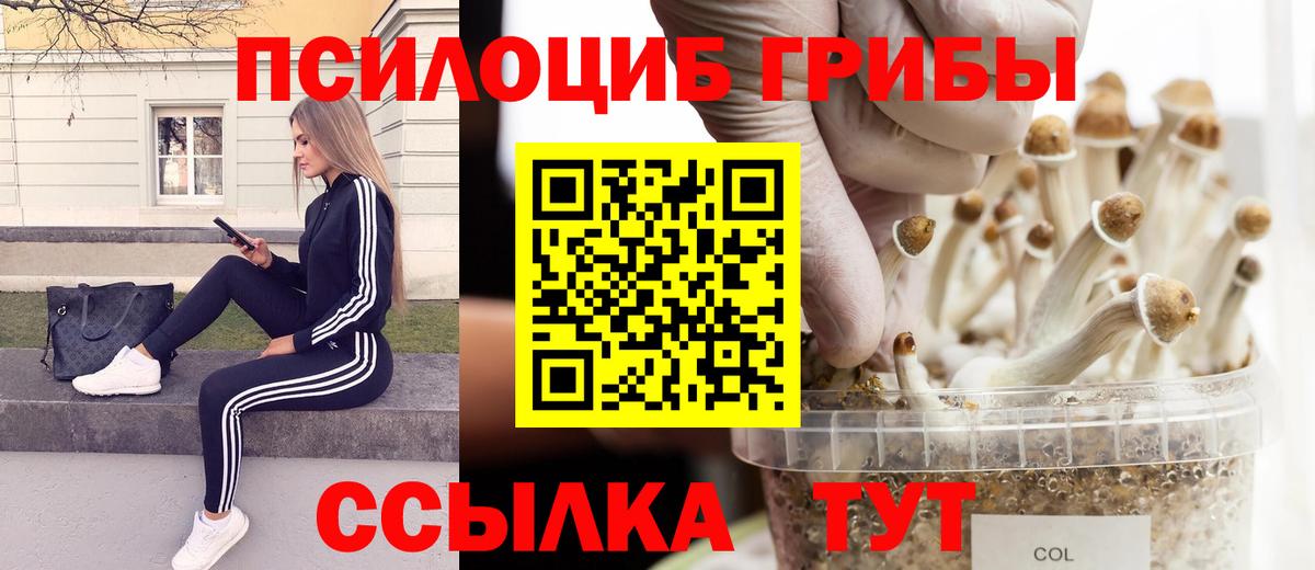Галлюциногенные грибы Psilocybine cubensis  купить  цена  Ессентуки  Вход с VPN 